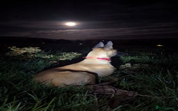 Belgian Shepherd Dog dogs for sale: Belgian malinois  - Advert 4