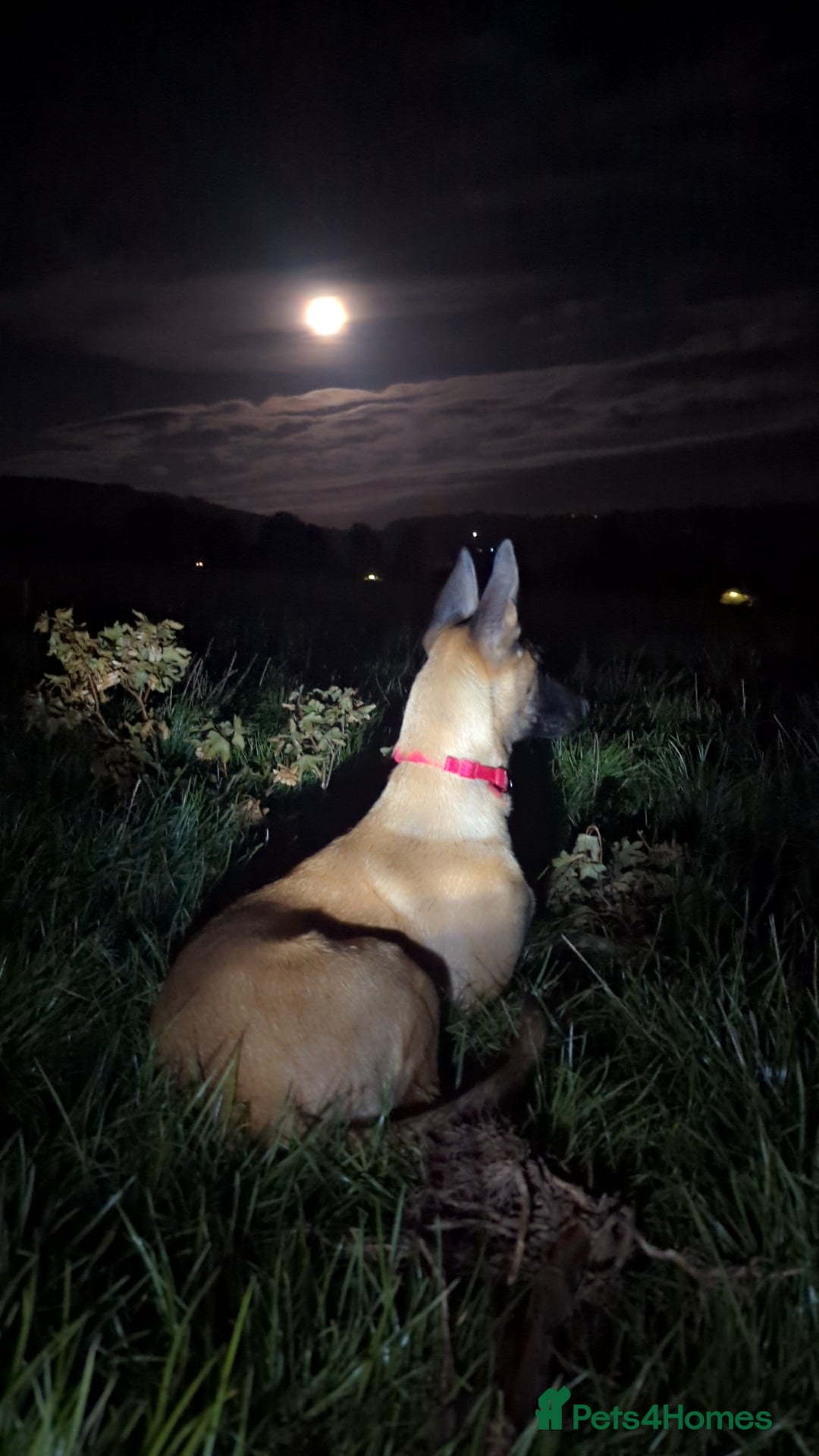 Belgian Shepherd Dog dogs for sale: Belgian malinois  - Advert 4