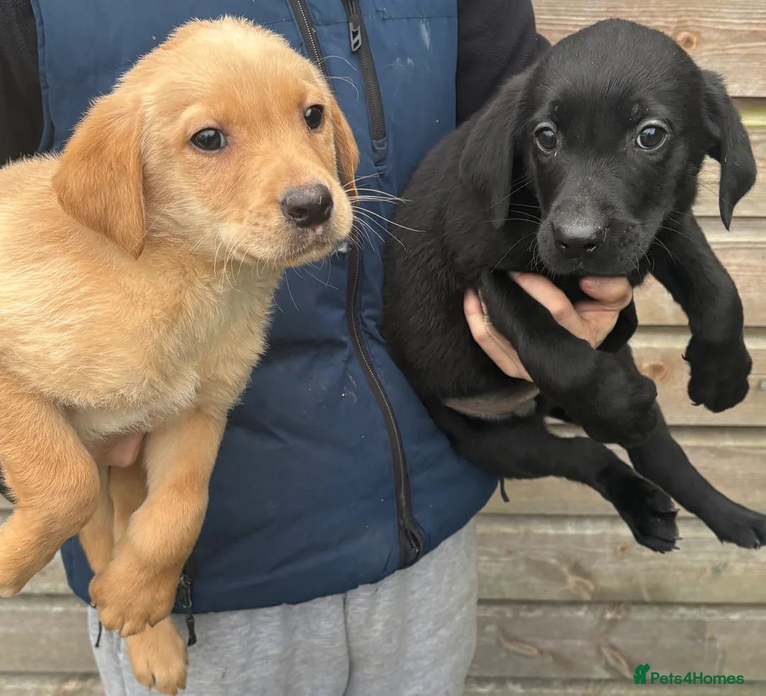 Labrador Retriever dogs for sale: Labrador puppys  - Advert 4