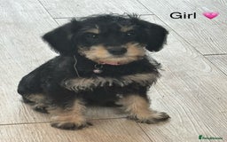 Mixed Breed dogs for sale: F1 MINI SCHNOODLE PUPPIES READY NOW - Image 12