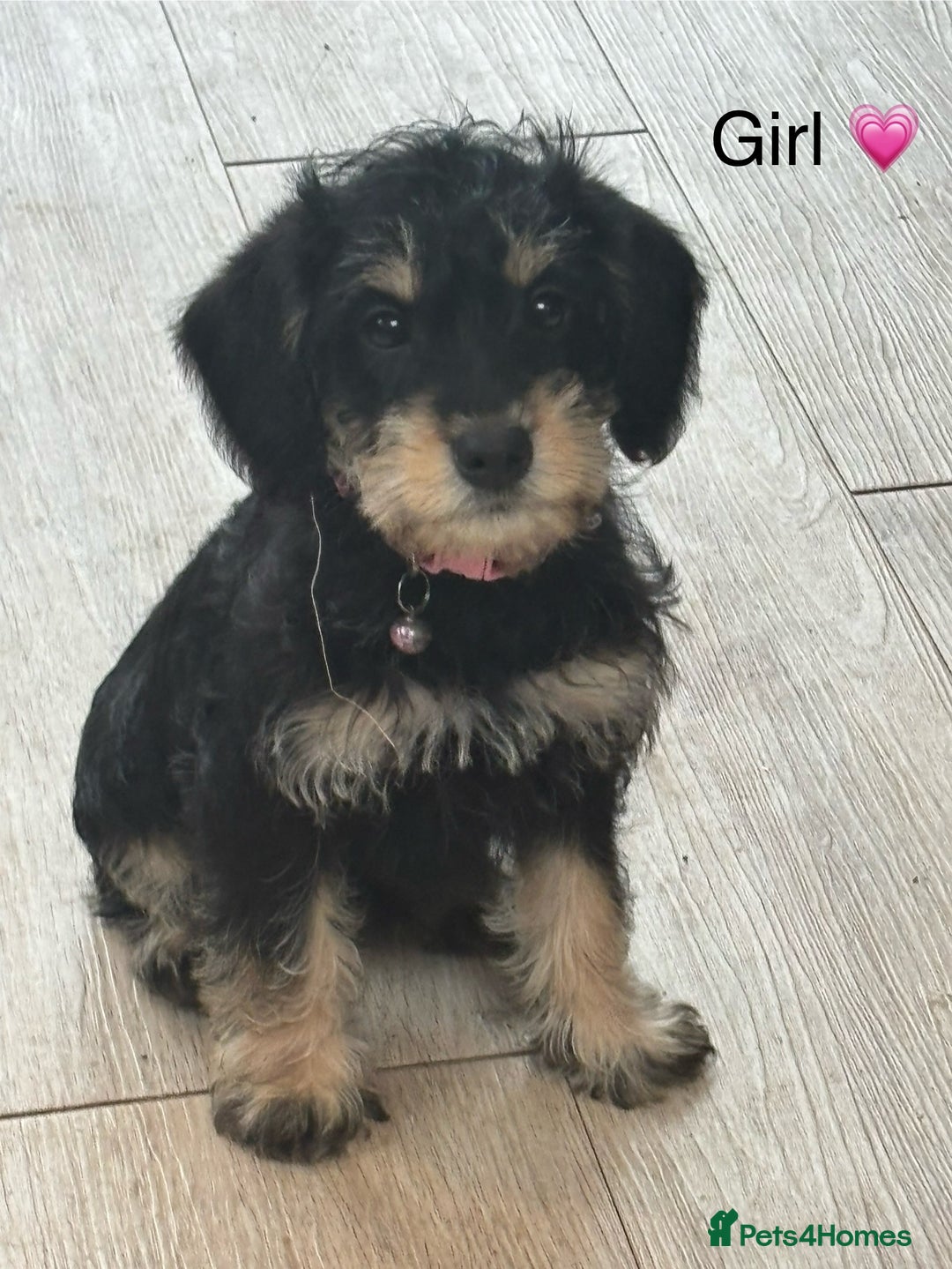 Mixed Breed dogs for sale: F1 MINI SCHNOODLE PUPPIES READY NOW - Image 12