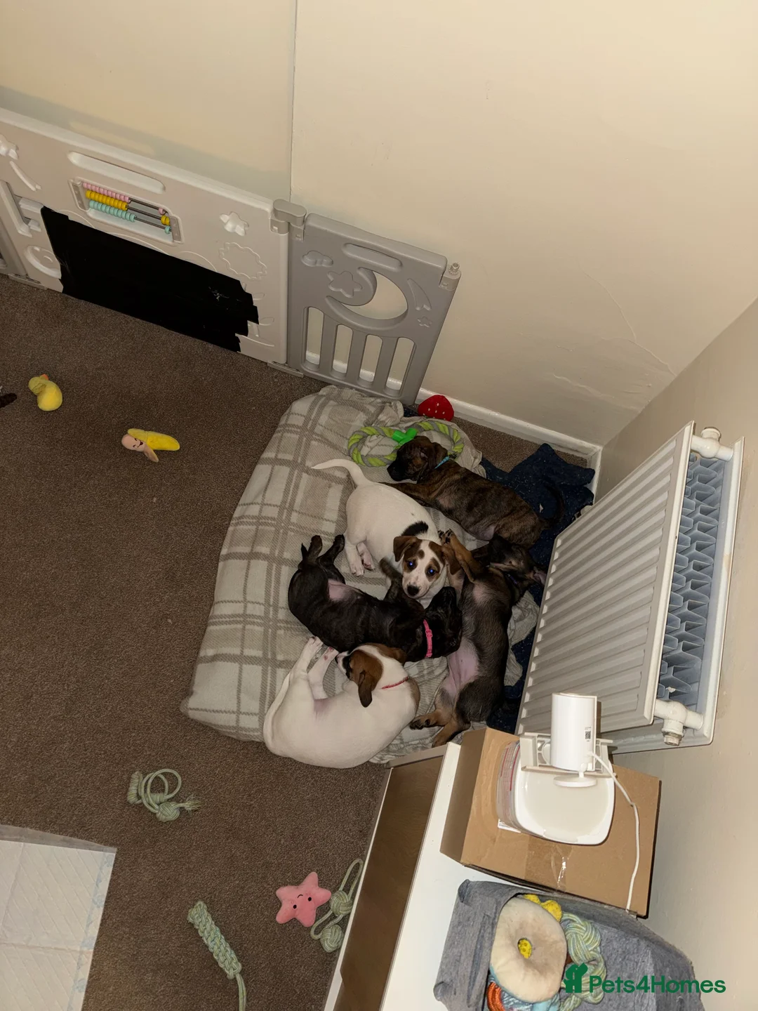 Mixed Breed dogs for sale: German Shepherd x Staffy x Jack Russell puppies  - Advert 18