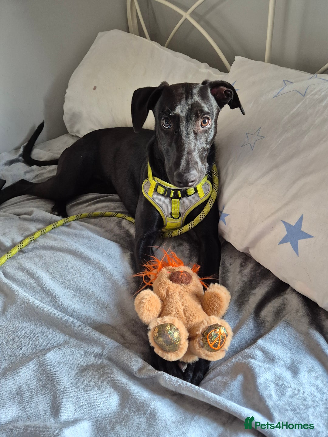 Mixed Breed dogs for sale: Ozzy  - Image 2