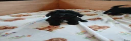 Cavapoo dogs for sale: Cavapoo Puppies **2 AVAILABLE** - Advert 4