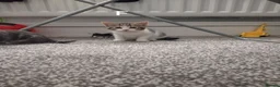 Mixed Breed cats for sale: 🐾 3 Adorable Tabby Kittens Ready Now🐾 in Cramlington - Advert 5