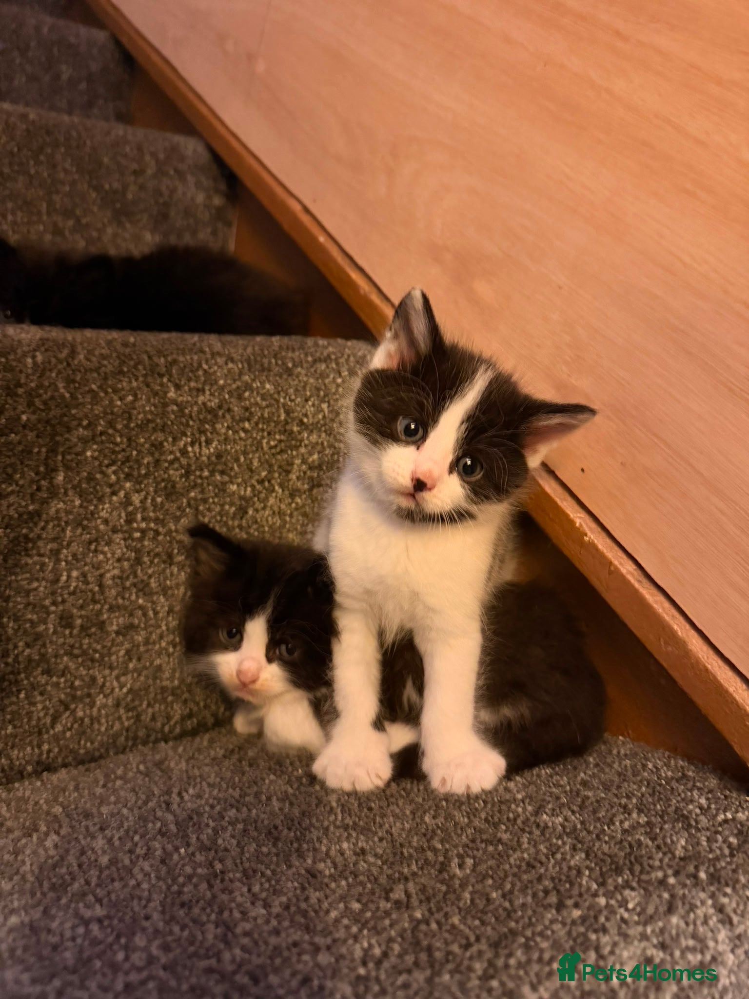 Mixed Breed cats for sale: Ragdoll x  in Warrington - Advert 9