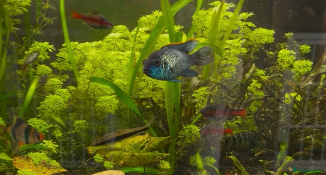 Cichlids fish for sale: Electric blue acara in Hamilton - Advert 1