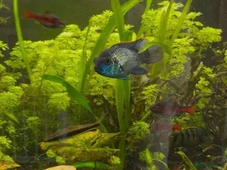 Cichlids fish Electric blue acara - Advert 2