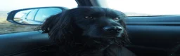 Cocker Spaniel dogs for sale: Black Working Cocker Spaniel Pups - Advert 5