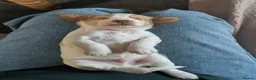 Cockapoo dogs for sale: Outstanding F1b Cockapoo Puppies 🌟 - Advert 6