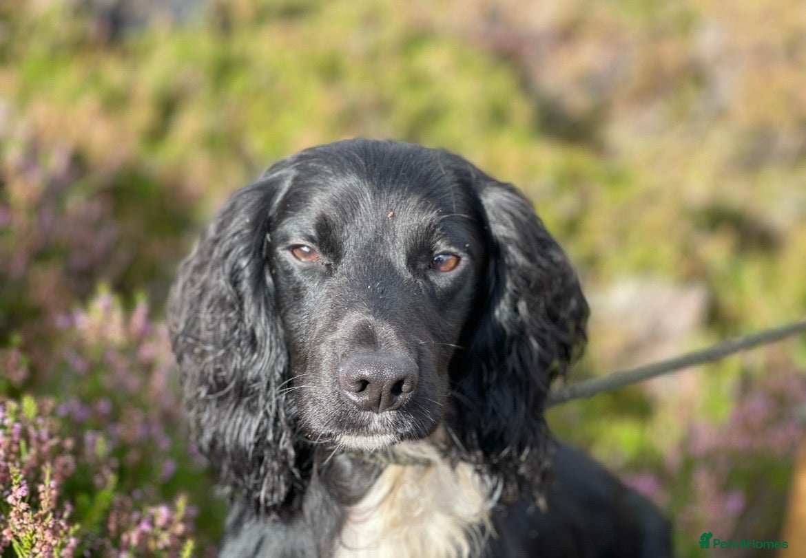 Cocker Spaniel dogs for stud: 🌟🌟Health Tested Black Cocker Stud🌟🌟 in Malmesbury - Advert 3