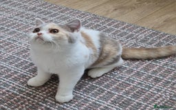 British Shorthair cats for sale: Tortie female British shorthair  - Image 4