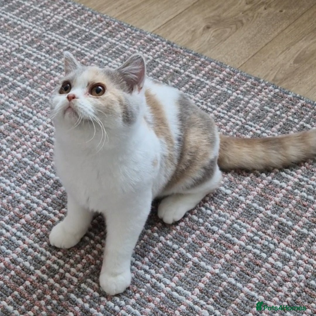 British Shorthair cats for sale: Tortie female British shorthair  - Image 4