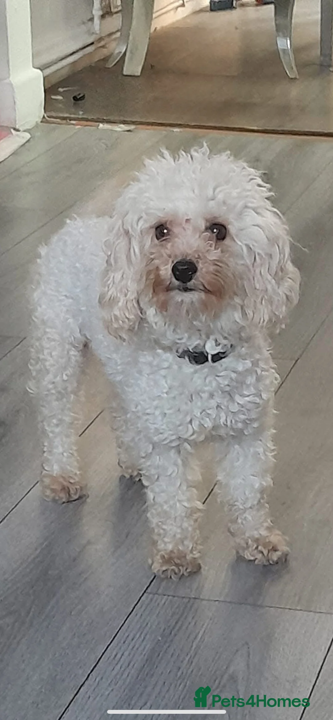 Poochon dogs for sale: poochon  - Advert 8