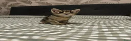 Mixed Breed cats for sale: Four beautiful tabby kittens - Advert 19