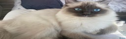 Ragdoll cats for sale: GCCF registered Pedigree Ragdoll kittens - Advert 7