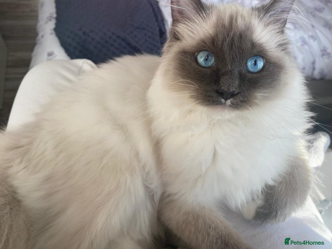 Ragdoll cats for sale: GCCF registered Pedigree Ragdoll kittens - Advert 7