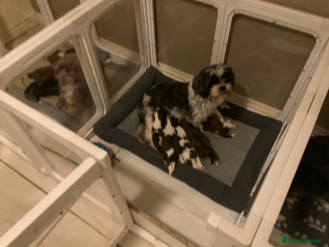 Cava Tzu dogs for sale: Gorgeous F1 Cava Ztu puppies - Image 17