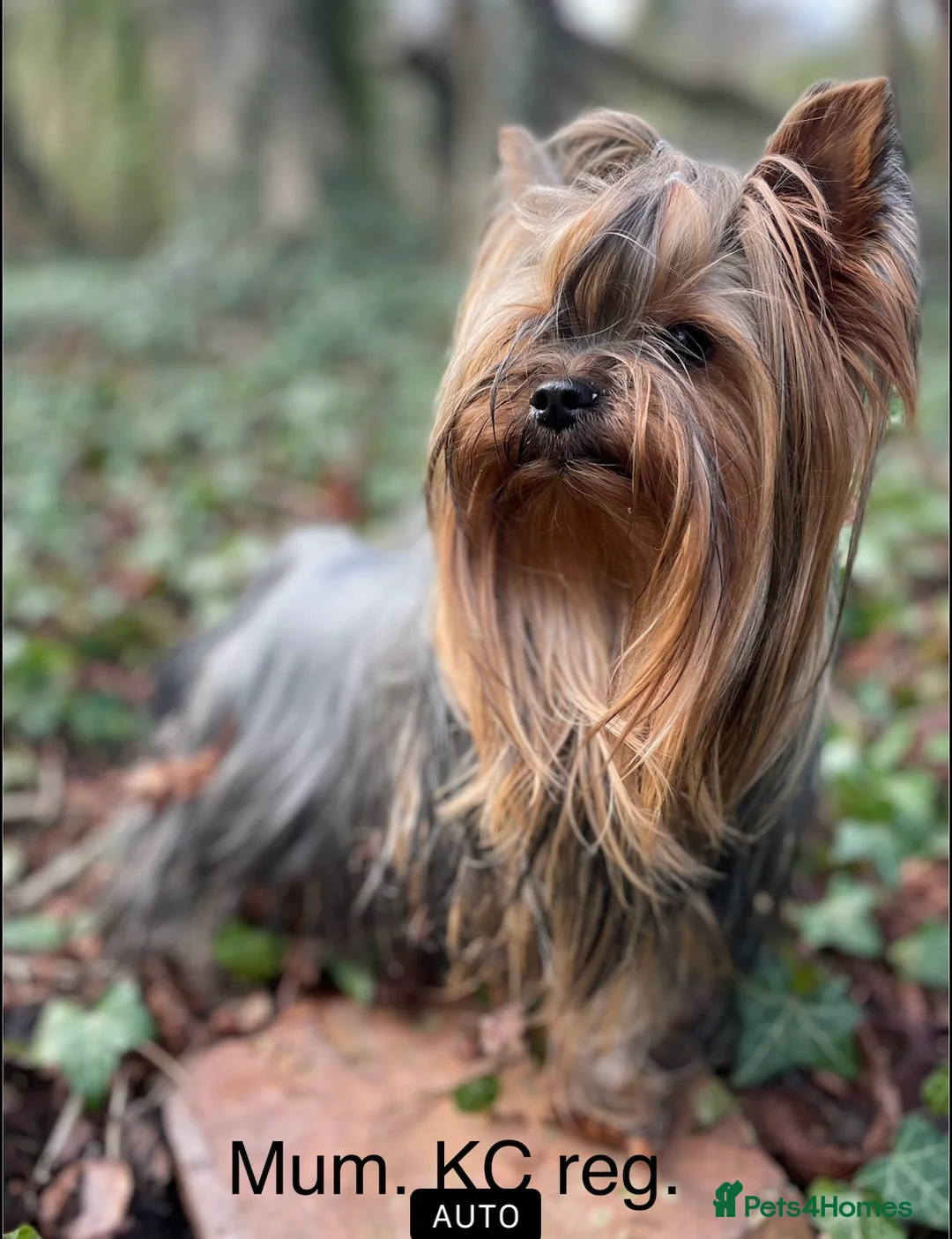 Yorkshire Terrier dogs for stud: Full pedigree Yorkshire Terrier for STUD in Caterham - Advert 12