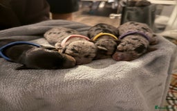 Miniature Dachshund dogs for sale: Gorgeous miniature dachshund puppy’s  - Image 2