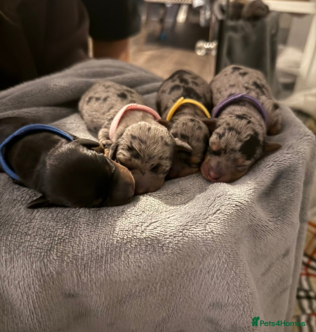 Miniature Dachshund dogs for sale: Gorgeous miniature dachshund puppy’s  - Image 2