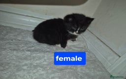 British Shorthair cats for sale: 4 beautiful kitten  - Image 5