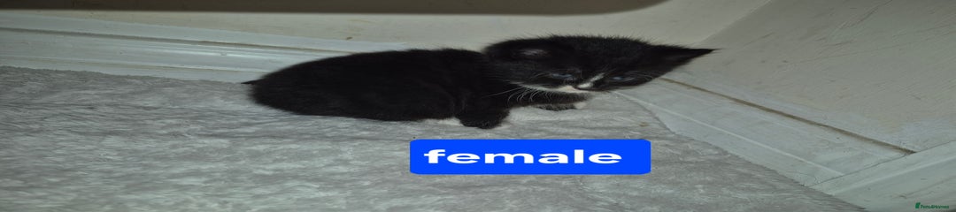 British Shorthair Kitten 4