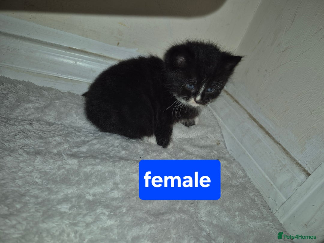 British Shorthair cats for sale: 4 beautiful kitten  - Image 5