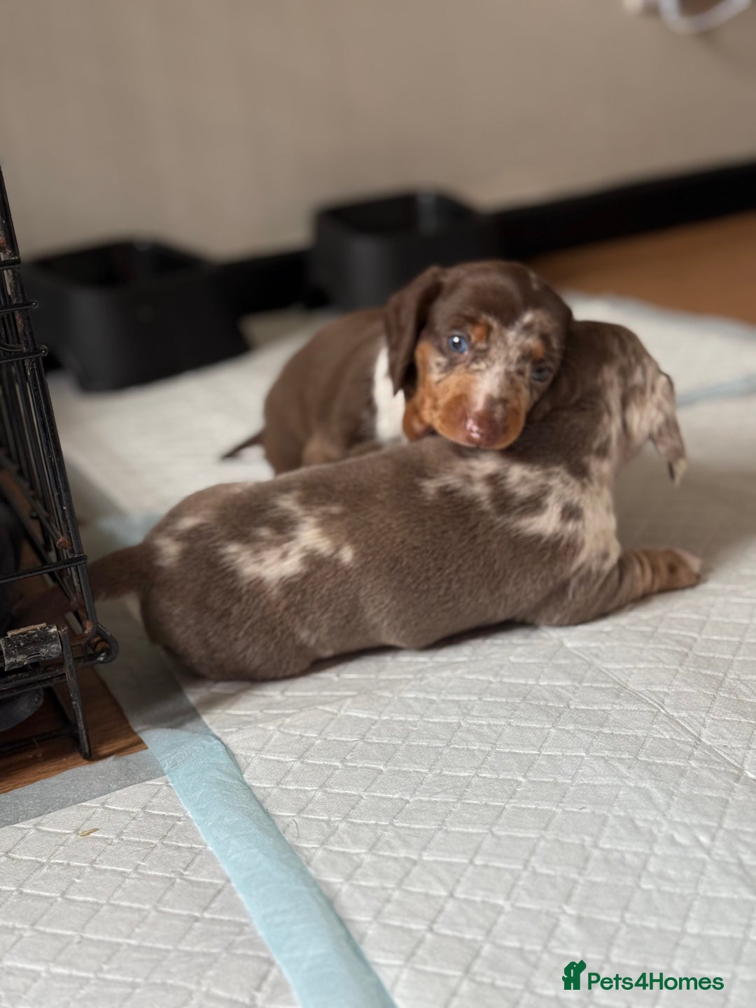 Miniature Dachshund dogs for sale: Beautiful kc mini dachshunds  - Image 5