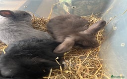 Dwarf Lop rabbits for sale: Dwarf lops READY NOW - Image 4