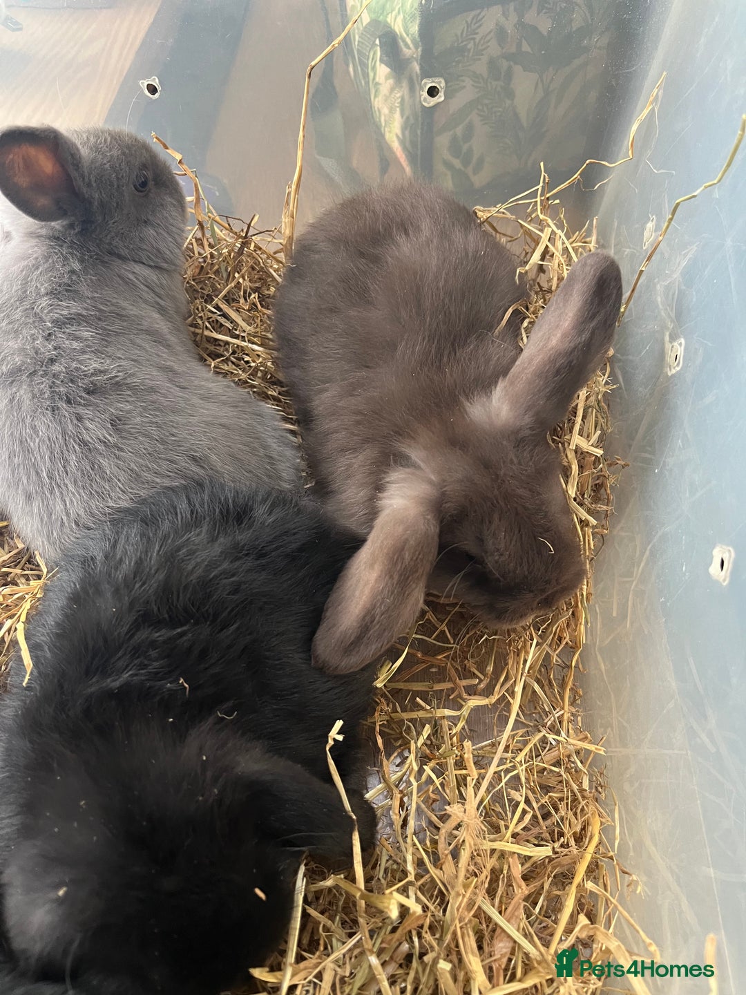 Dwarf Lop rabbits for sale: Dwarf lops READY NOW - Image 4