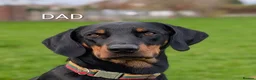 Mixed Breed dogs for sale: Lithuanian Hound puppies looking forever home in Peterborough - Advert 5