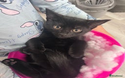Mixed Breed cats for sale: Male kitten 4 months old  - Advert 1