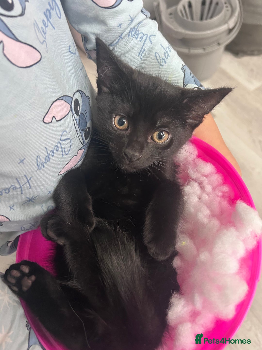 Mixed Breed cats for sale: Male kitten 4 months old  - Advert 1