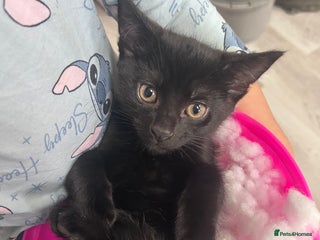 Mixed Breed cats Male kitten 4 months old - Advert 1