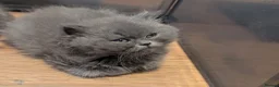 British Shorthair cats for sale: British shorthair and longhair kittens  - Advert 10