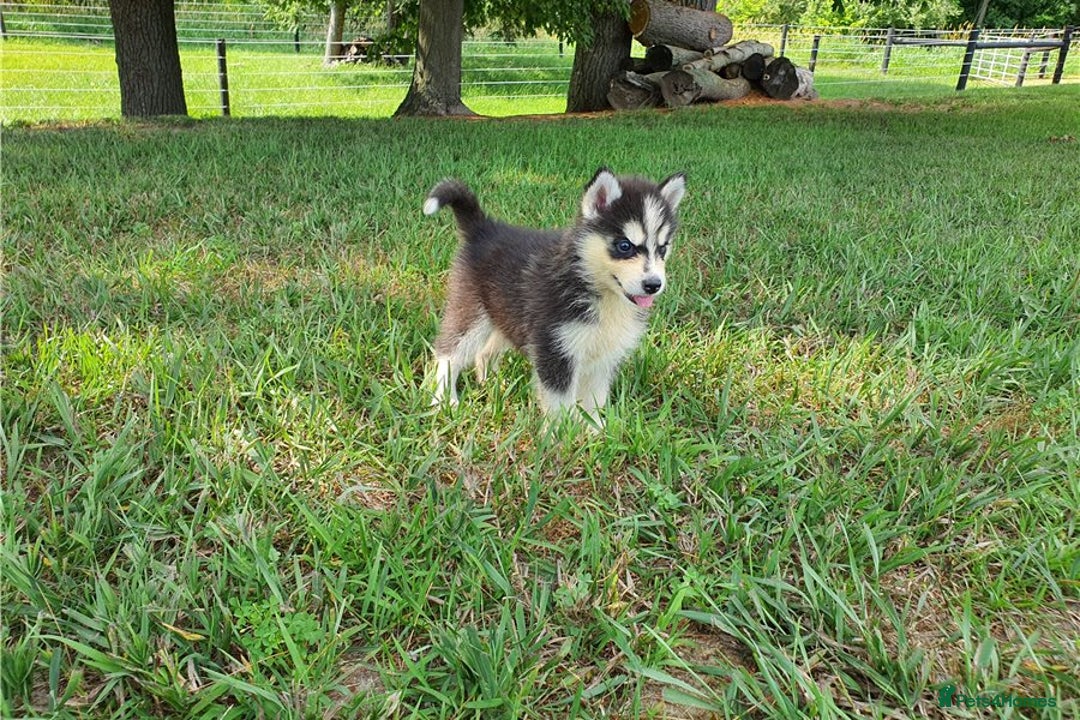 Siberian Husky dogs for sale: Blue Eyes Siberian huskies puppies  - Image 11