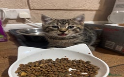 Mixed Breed cats for sale: Lovely kitten - Image 4