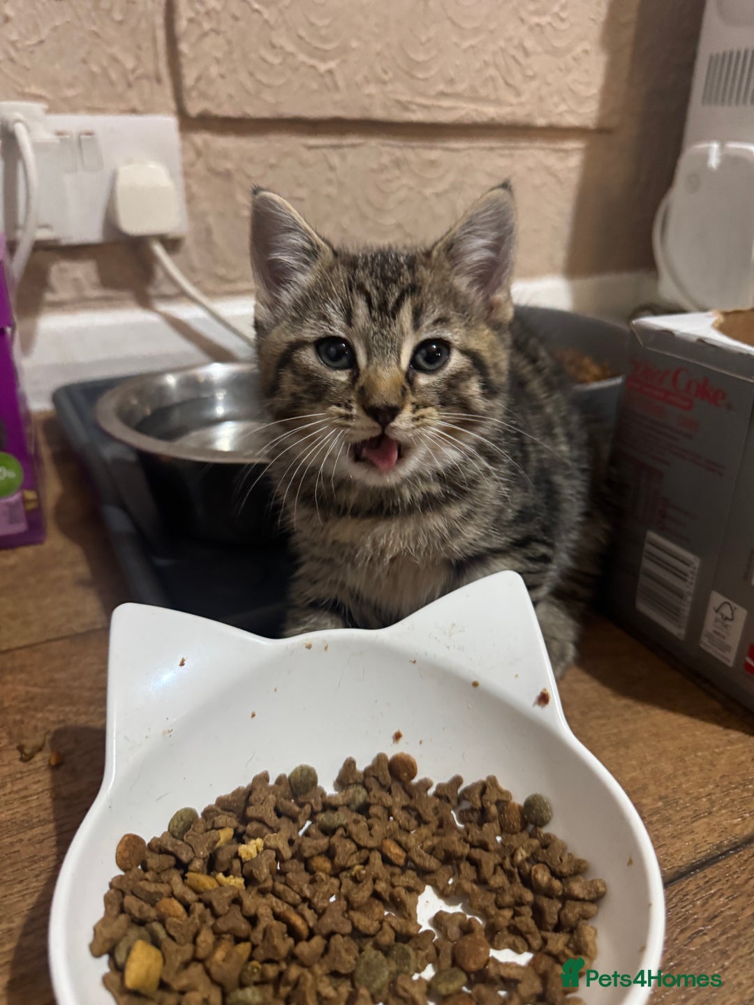 Mixed Breed cats for sale: Lovely kitten - Image 4