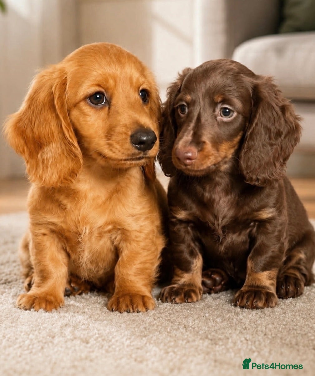 Dachshund dogs Gorgeous long haired miniature dachshund puppies  - Advert 16