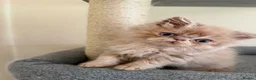Persian cats for sale: GCCF registered cream Persians 💙 - Advert 28