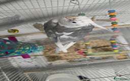 Cockatiels birds for sale: Pair of cockatiel for sale with food and cage - Advert 3