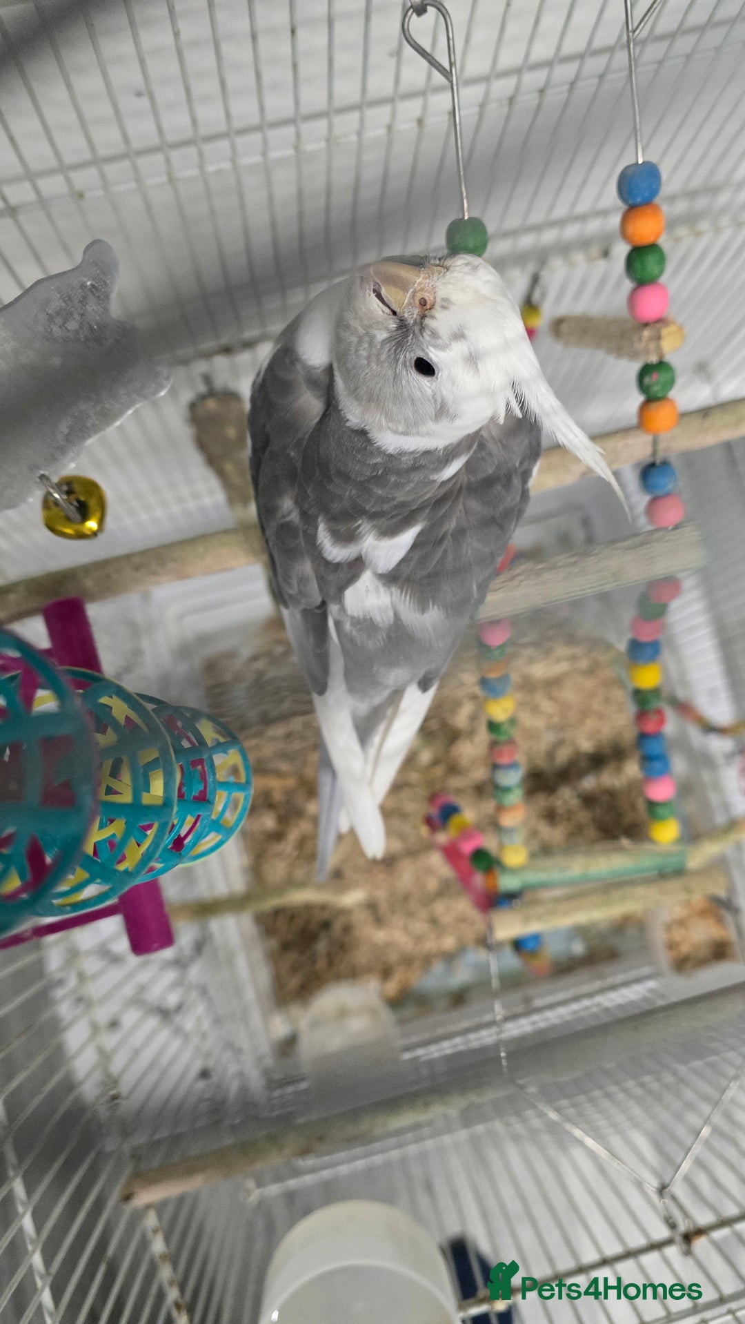 Cockatiels birds for sale: Pair of cockatiel for sale with food and cage - Advert 3