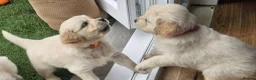 Golden Retriever dogs for sale: Cream and golden retriever puppies in Bristol - Advert 26