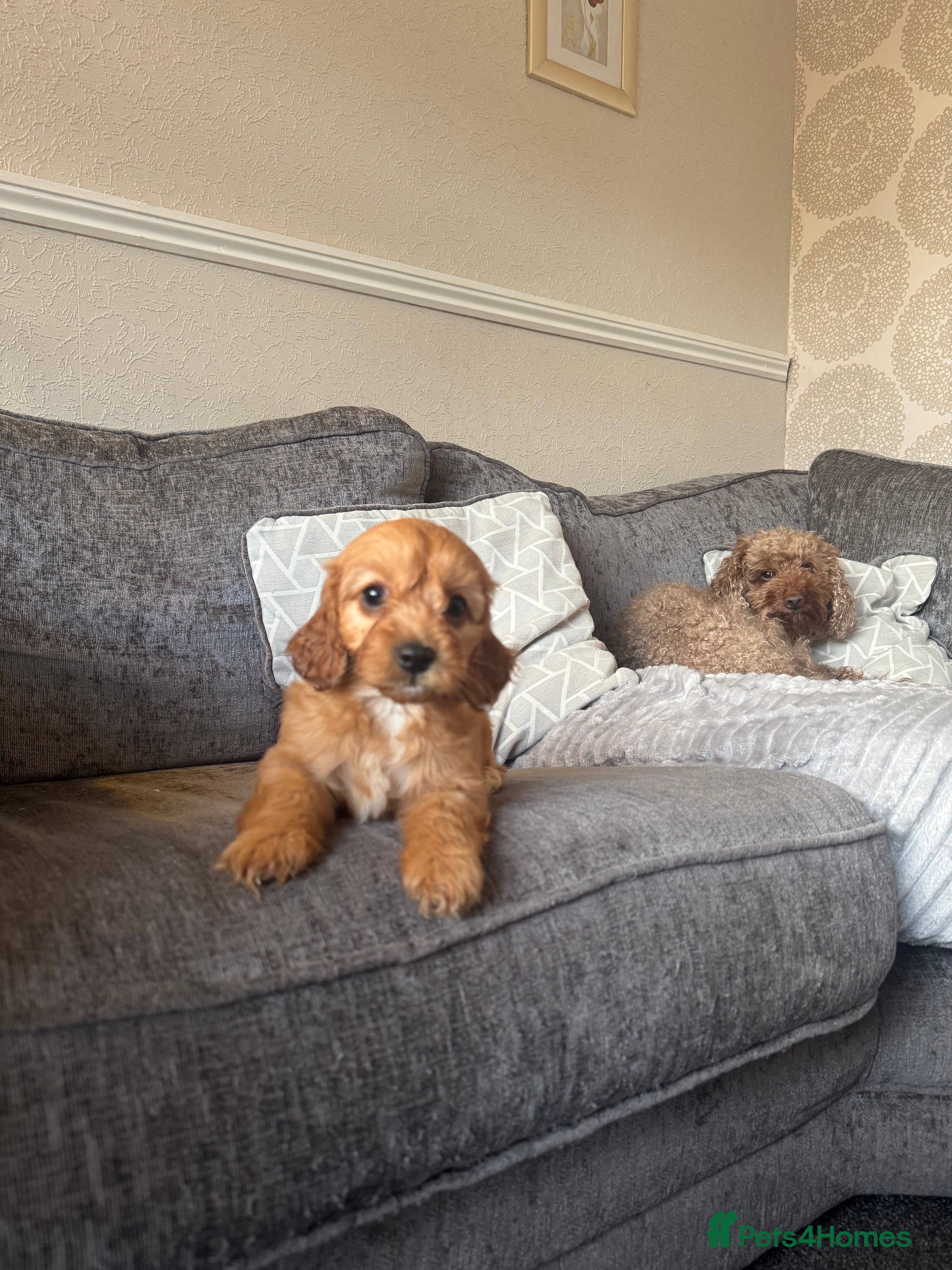 Cockapoo dogs F1 cockerpoo puppies ready now  - Advert 1