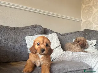 Cockapoo dogs F1 cockerpoo puppies ready now - Advert 1