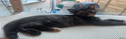 Mixed Breed cats for sale: 3 Healthy Playful Kittens Looking for Loving Homes - Advert 11