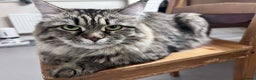 Siberian cats for sale: Siberian From Tunguska House Cattery - Advert 2
