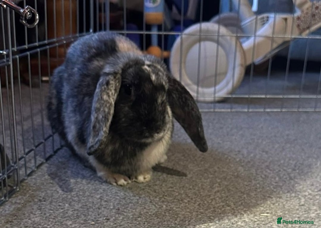 French Lop rabbits for sale: Lop rabbit for rehoming - Advert 1