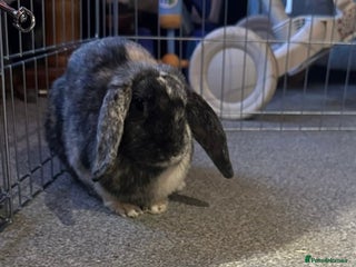 French Lop rabbits Lop rabbit for rehoming - Advert 1